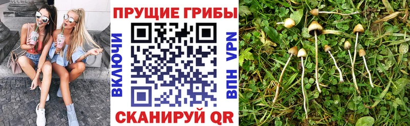 Галлюциногенные грибы мухоморы  нарко площадка официальный сайт  Чистополь 